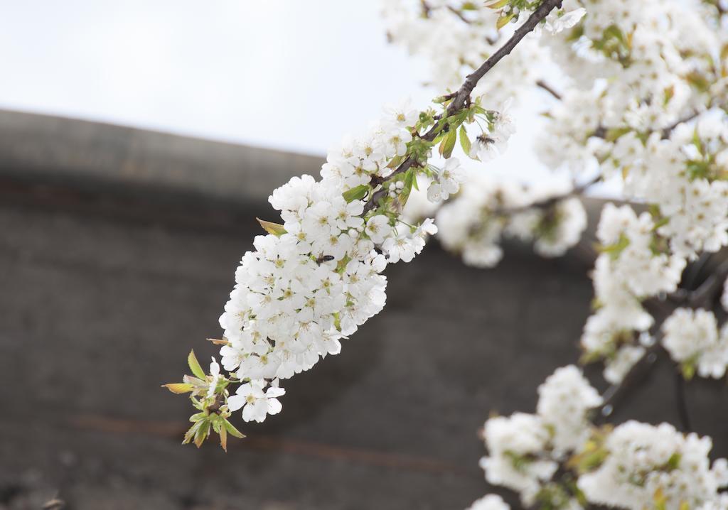 Aste Guesthouse Tropoje 외부 사진